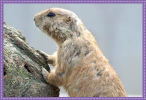 Collared Lemming  Facts, pictures & more about Collared Lemming