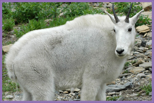 How much does a mountain goat weigh?