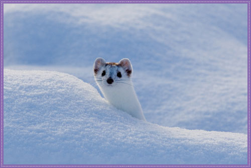 Weasel - A Wiki of Ice and Fire