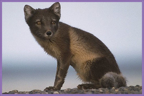 How does the Arctic fox protect itself?